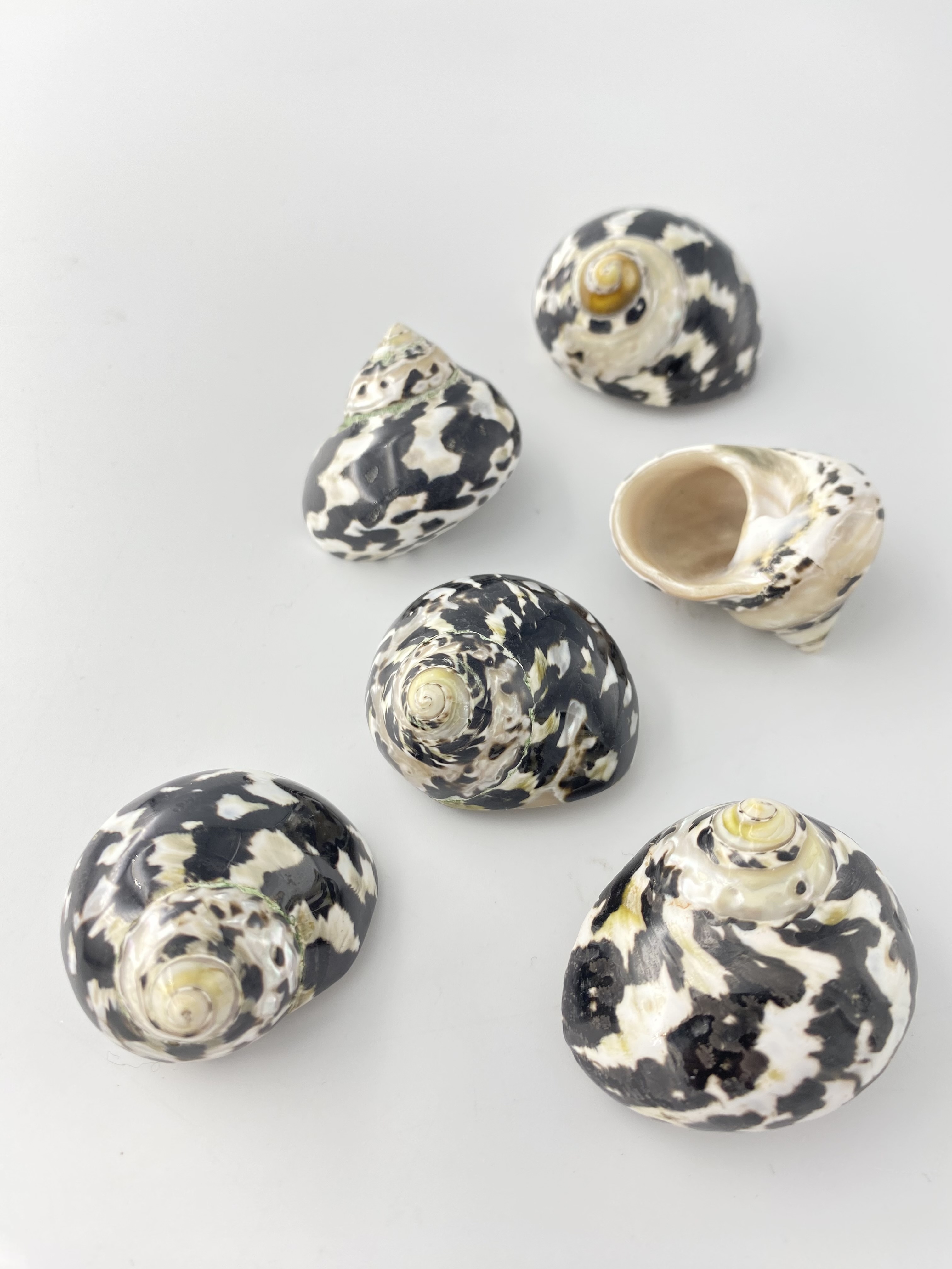 ストリュームピカ小 磨き(チャウダーガイ)【約4±0.5ｃｍ/1個】[メール便可-24個まで]  En: Cittarium Pica polished (Size:4±0.5cm, per 1pc) 貝殻