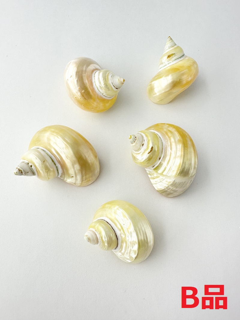 キングチサザエ磨きＢ品【約3～5cm/5個入】 En: Turbo Gold Mouth pearlized B grade(Size:3-5cm, per 5pcs) 貝殻