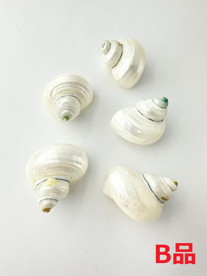 マルサザエ真珠磨きB品【約3～4cm/5個入】 En:Turbo setosus pealized B grade (size:3-4cm, per 5pcs) 貝殻