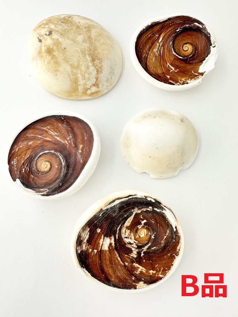 夜光貝のフタ-Ｂ品-【約6～8ｃｍ/5個】 En: Lid of Green Turbo Snail B grade (Size: 6-8cm, per 5pcs) 貝殻