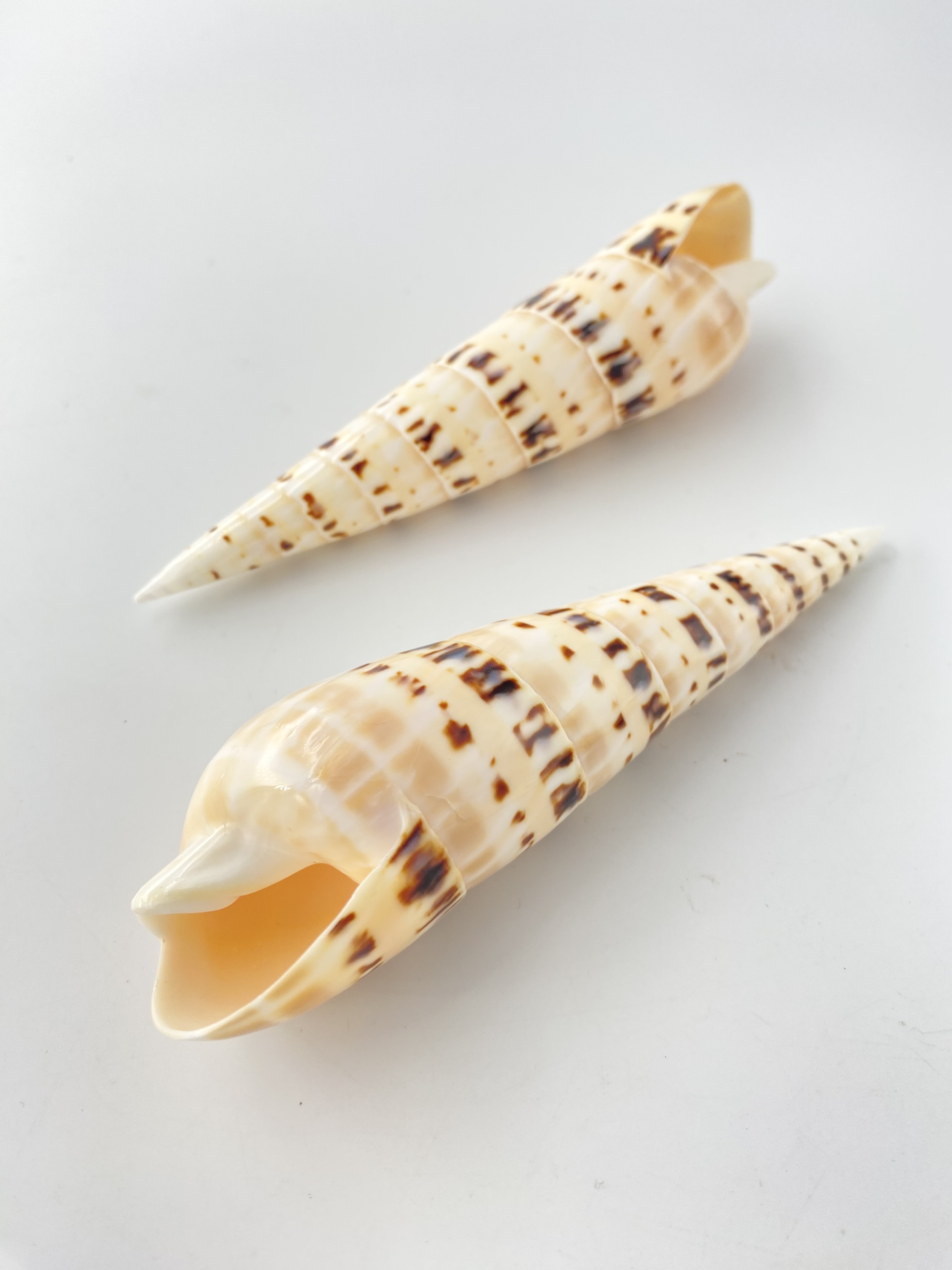 リュウキュウタケガイタイガー(磨き)【約12～14ｃｍ/1個】 En:Oxymeris maculatus polished tiger(Size:12-14cm, per 1pcs) 貝殻