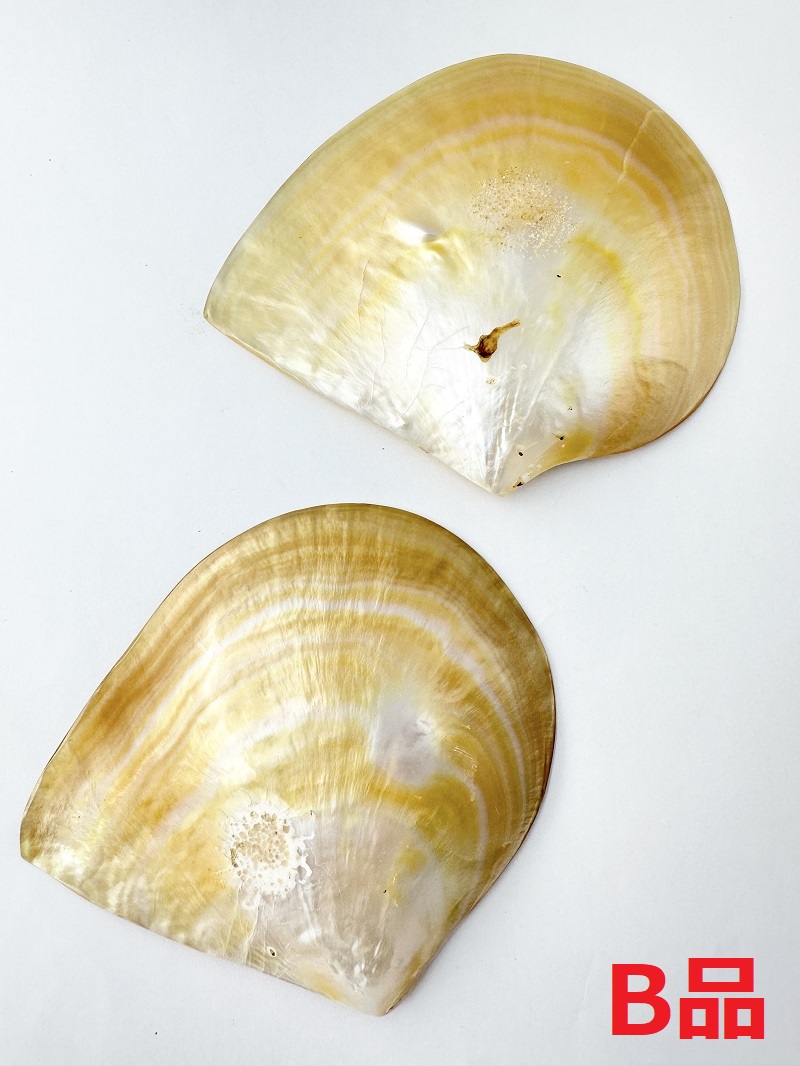 シロチョウガイ-B品-【約12～14ｃｍ/1枚】 En: White MOP poished B grade (size:12-14cm, per 1pc) 貝殻