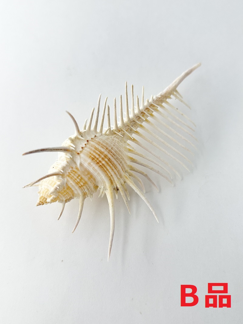 ホネガイＢ品【約12～14cm/1個】   En: Murex Pecten B grade(size:12-14cm, per 1pc) 貝殻