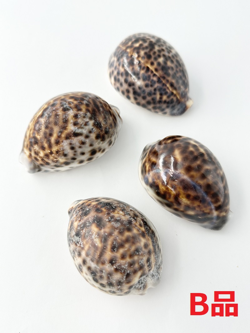 シプレアタイガーB品ミックス(ホシダカラ)【約6～9ｃｍ/10個入】 En: Tiger Cowrie B-grade (size:6～9cm, per 10pcs) 貝殻