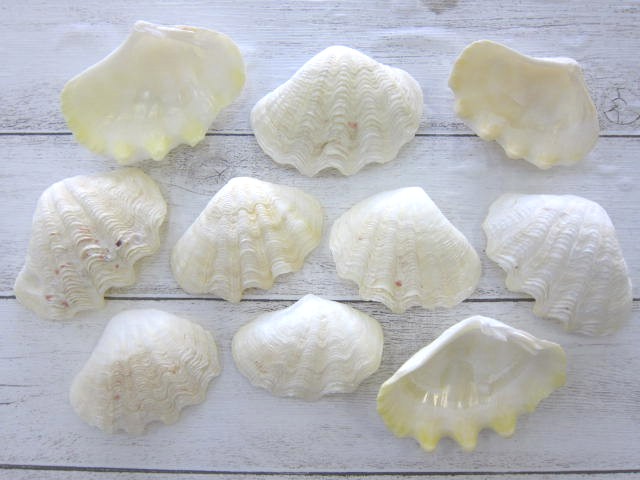 ヒメジャコガイ片面 約6 8ｃｍ 10枚入 貝殻の問屋さん