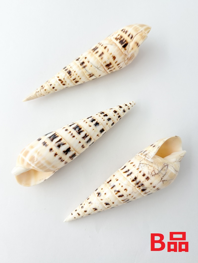 リュウキュウタケガイタイガー(磨き) -B品-【約12.5～14.5ｃｍ/1個】 En:Oxymeris maculatus polished tiger B grade(Size:12.5～14.5cm, per 1pcs) 貝殻