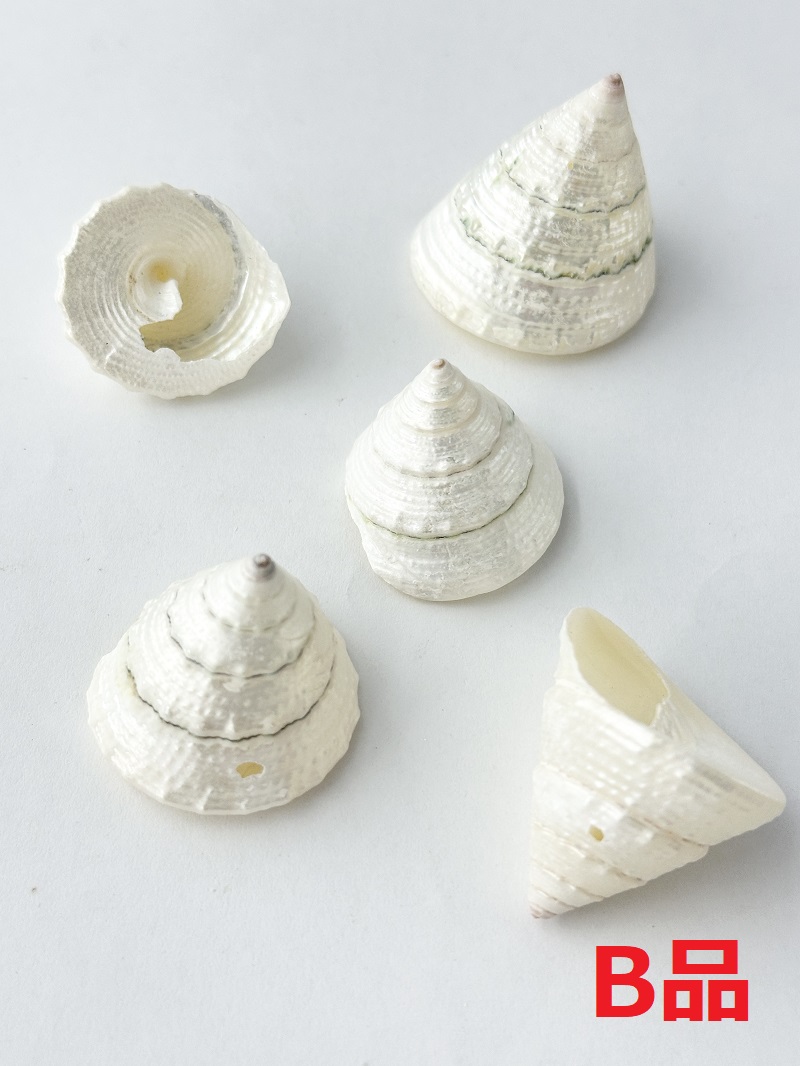 トルゴススティラトス磨きB品【約3～4.5cm/5個入】En: Trocus stellatus pearlized B class (Size:3-4.5cm, per 5pcs) 貝殻