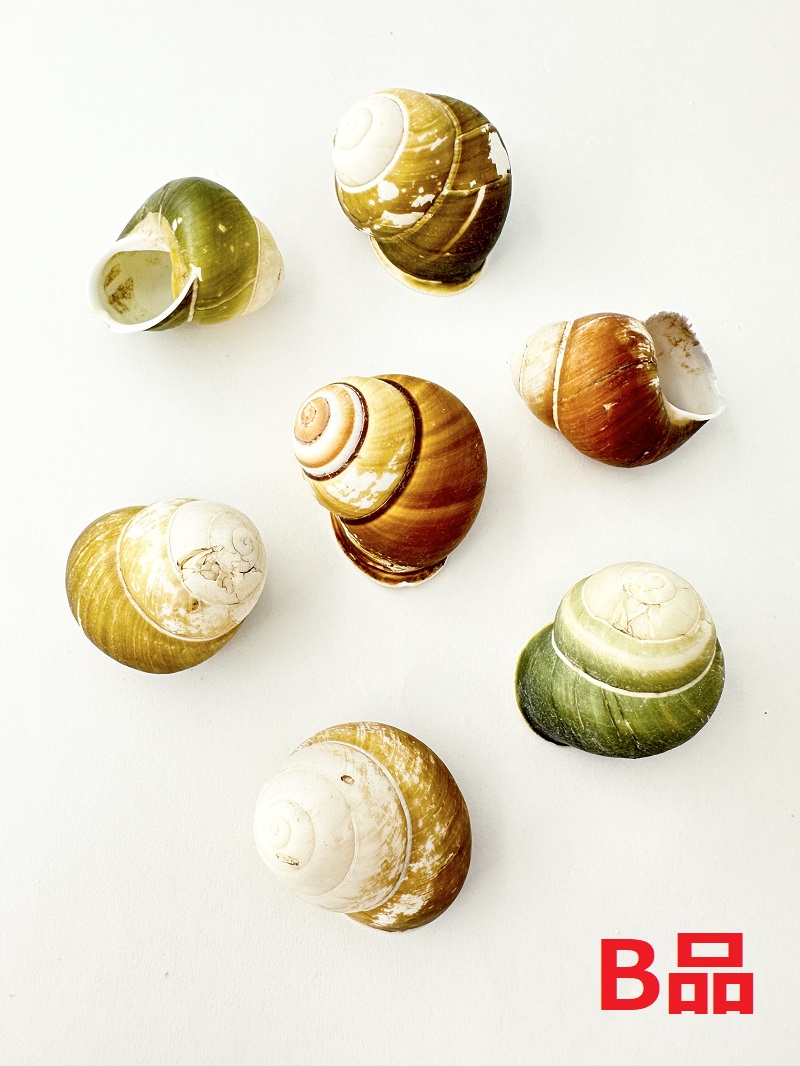 フロリダ-Ｂ品-【約3～3.5ｃｍ/5個】En:Hel Florida B grade (size:3-3.5cm, per 5pc) 貝殻