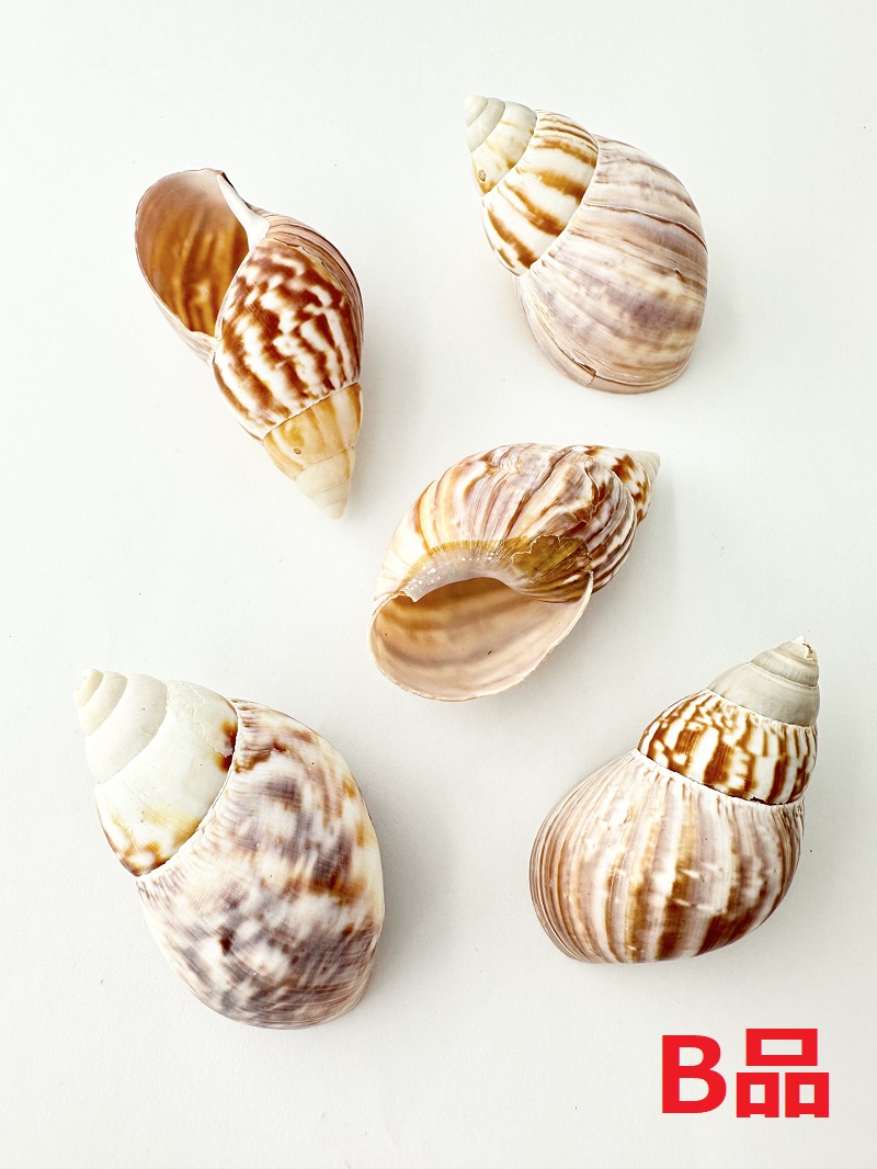 アフリカマイマイ自然 B品 【約6～8cm/5個】En: Giant African snail  B grade (Size6-8cm, per 5pc) 貝殻
