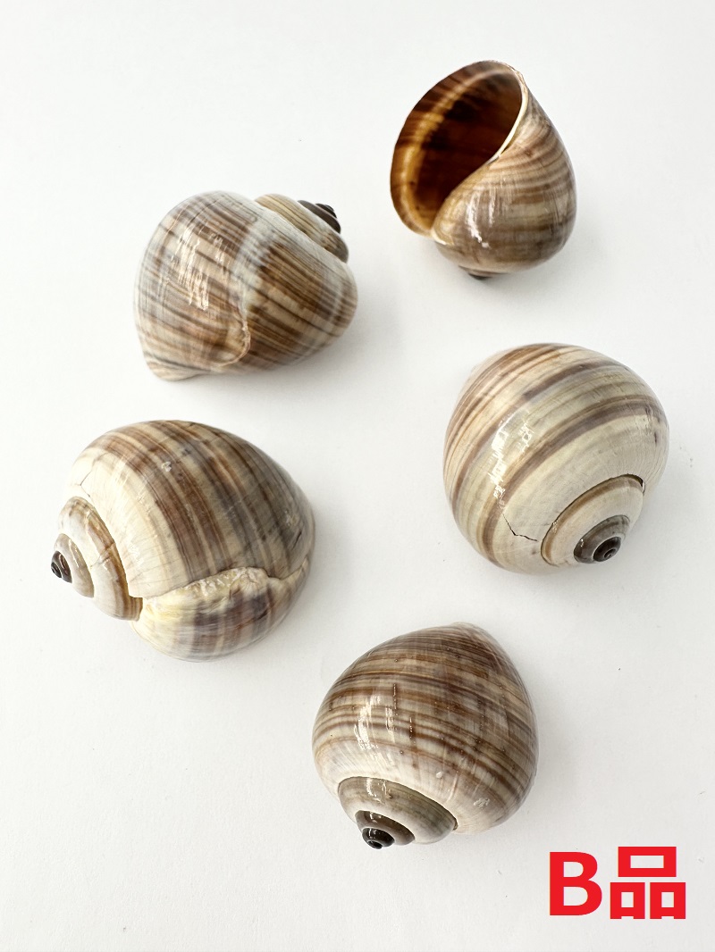 アンプラ-B品-【約4～5ｃｍ/5個入】   En: Bulla ampullacea B grade(Size:4-5cm, per 5pcs) 貝殻
