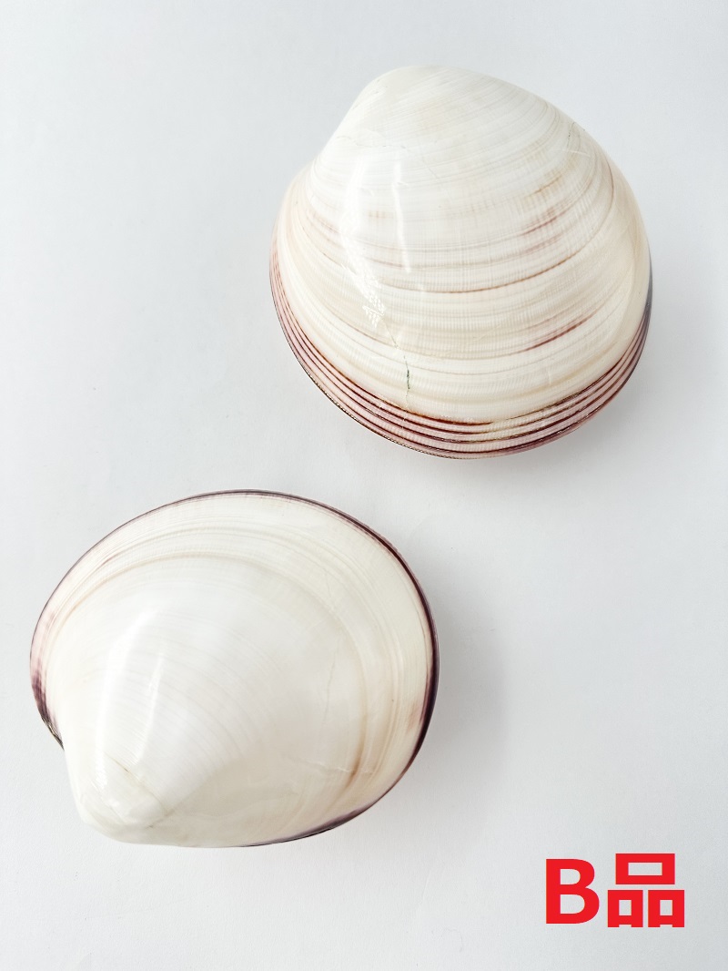 ヌノメガイ（磨き）B品【約9ｃｍ/1個】  En: Fembria swerby B grade(Size:9cm, per 1pc) 貝殻