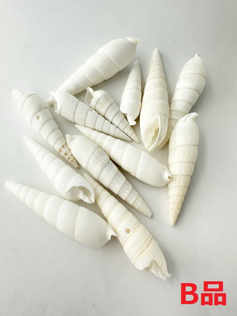 ナガタケノコB品【約5～7ｃｍ/約100ｇ】[メール便可-6袋まで]En: Rhinoclavis fasciata B grade (Size:5-7cm, per 100g) 貝殻