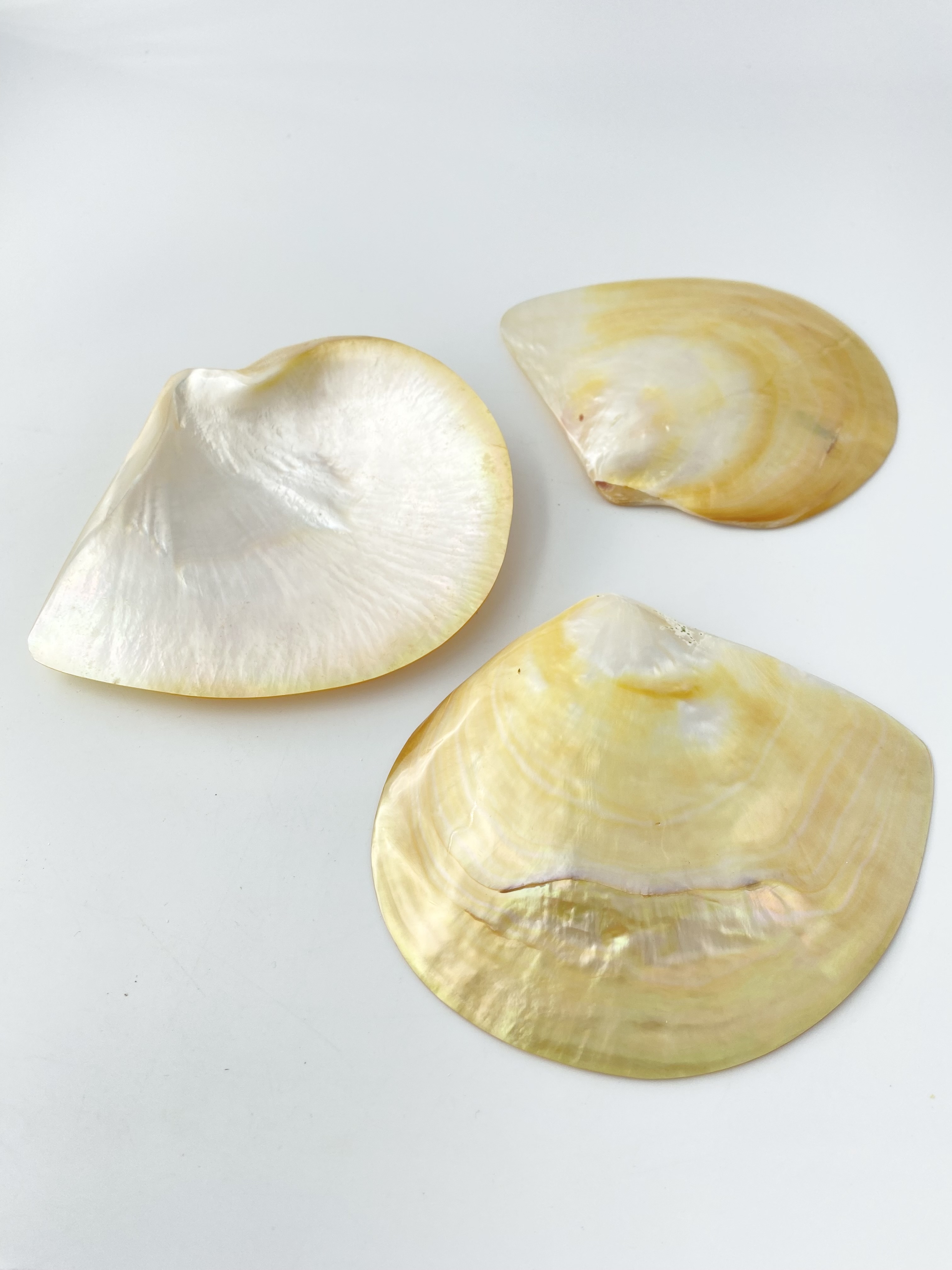 シロチョウガイ 磨き【約12～14ｃｍ】 En: White MOP poished(size:12-14cm)