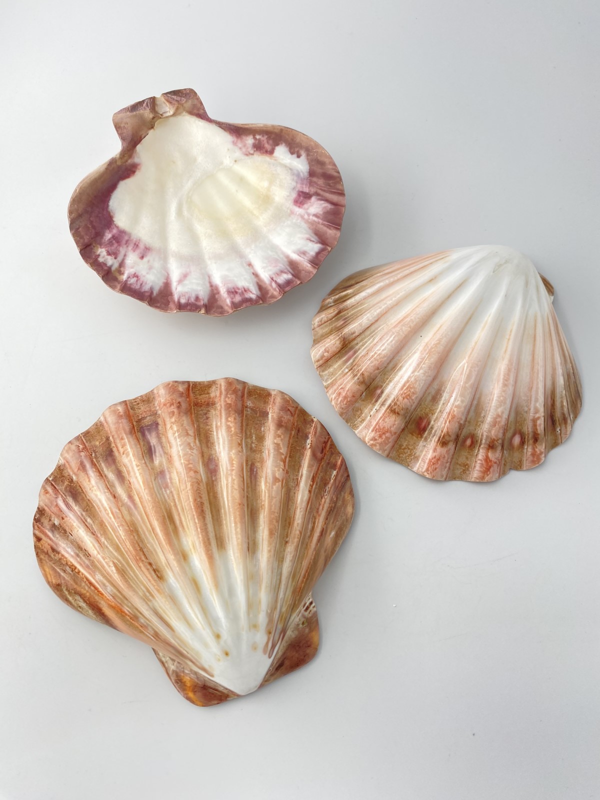 レェロピクテンサブノドソス ブラウン磨き-片面-(メキシコキンチャクガイ)【13ｃｍ前後/1個】 En:Lyropecten subnodosus brown polished(Size13cm, per 1pc) 貝殻