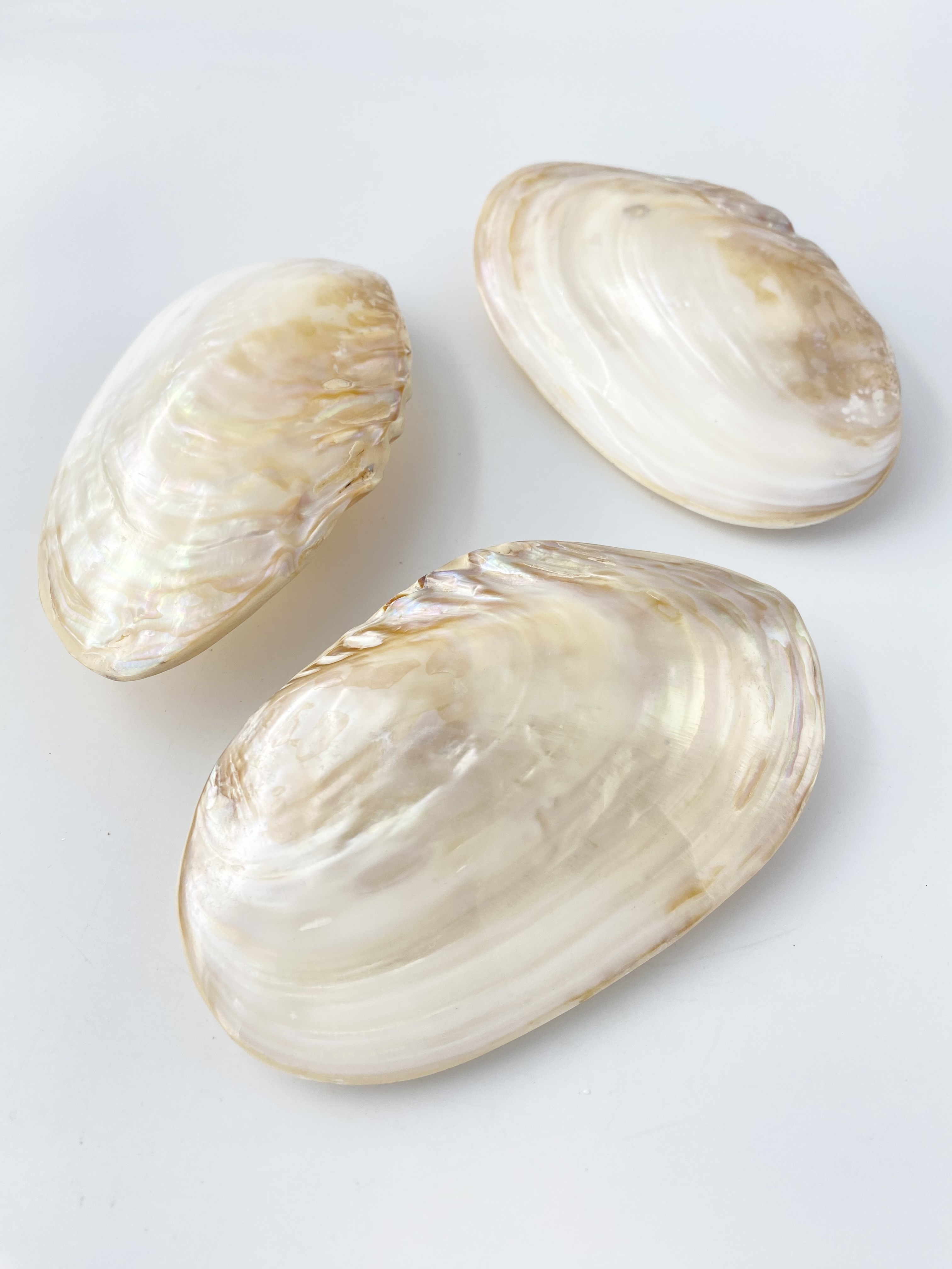 淡水真珠貝-両面-【約12～14ｃｍ/1個】  En: Freshwater pearl MOP polished pair (size:12-14cm, per 1pc) 貝殻