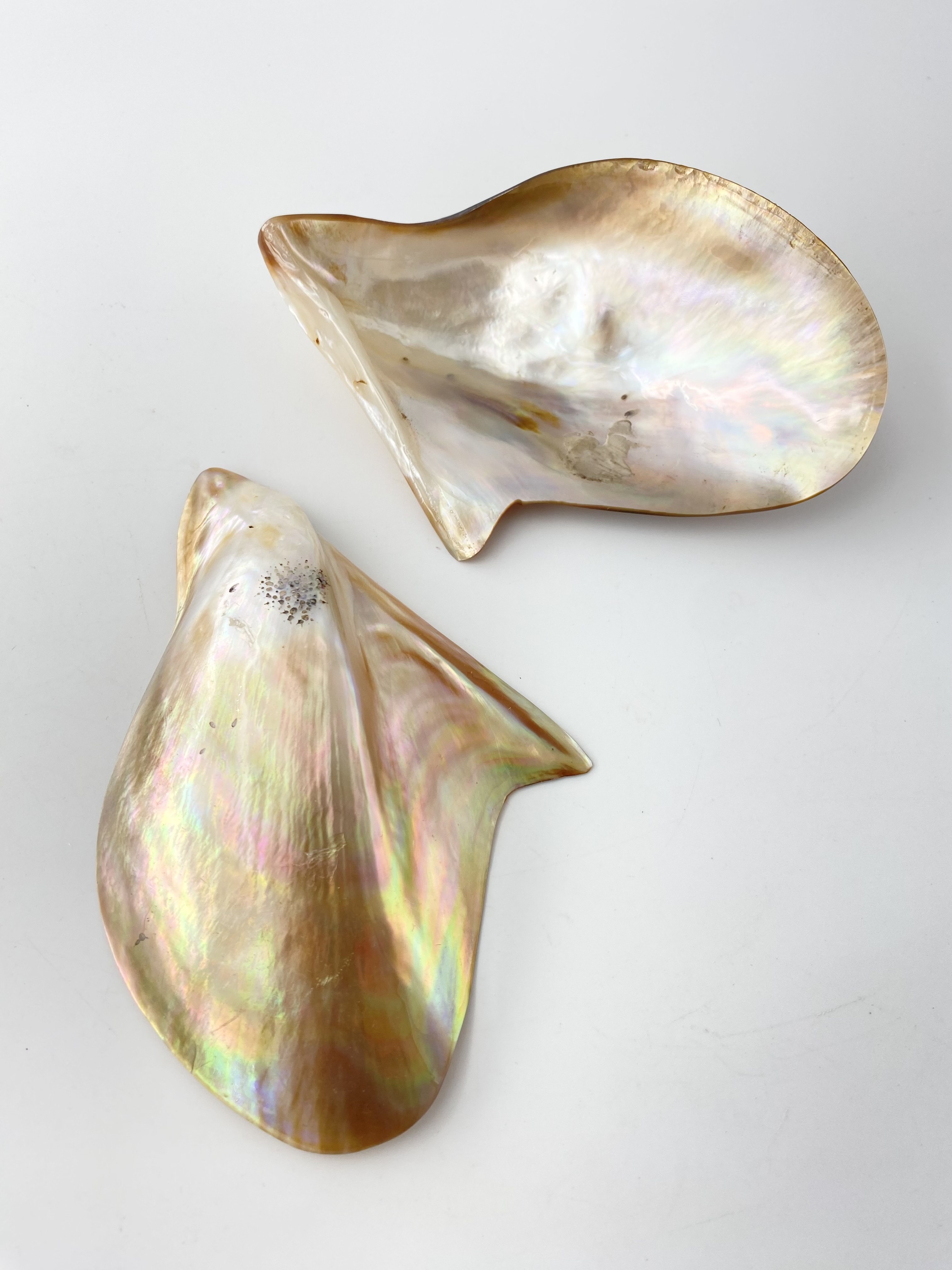 マベ　ゴールド　磨き (訳あり商品)【約12～14ｃｍ/1個】　  En: Brown lip polished -gold- (size:12-14cm, per 1pc) 貝殻