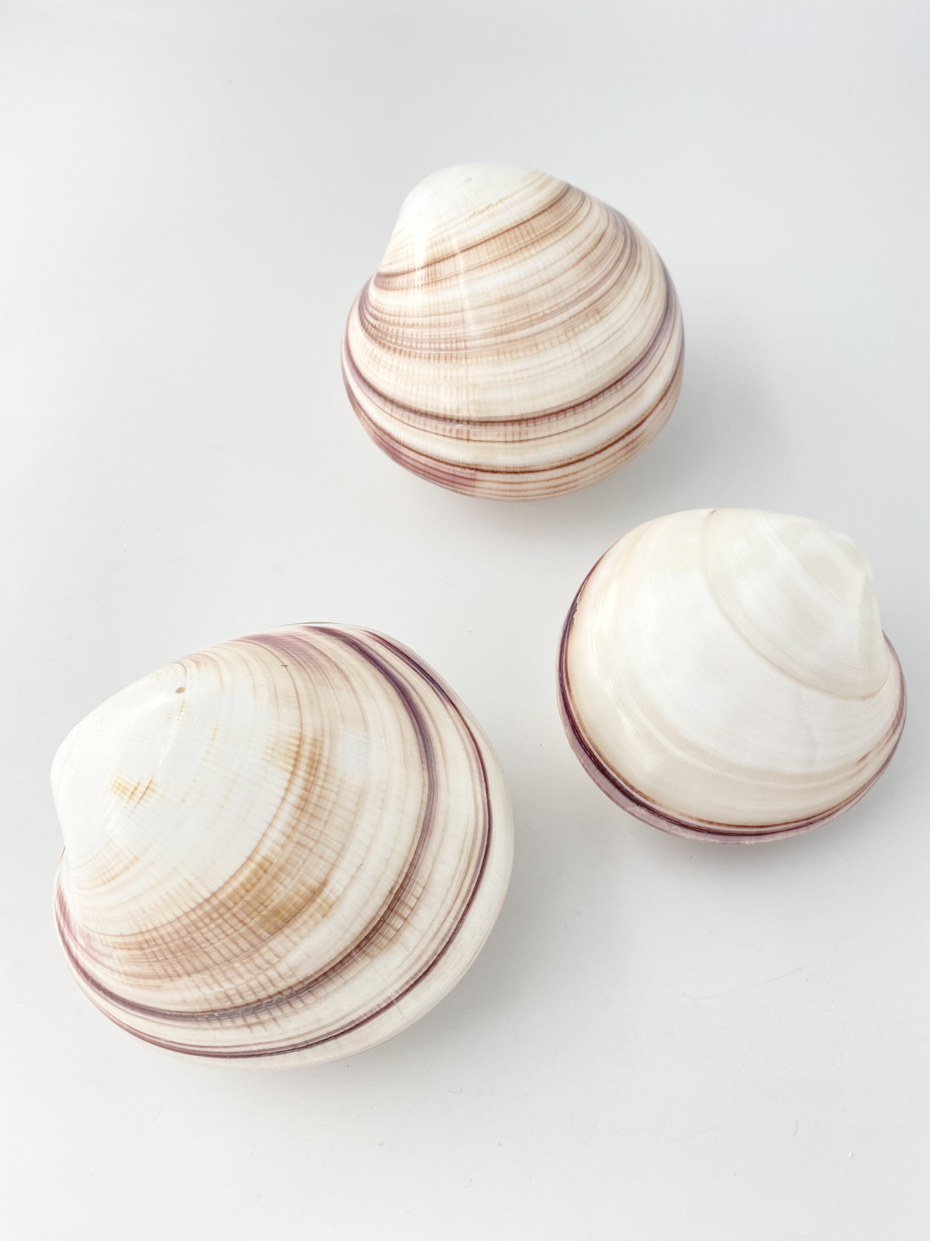 ヌノメガイ（磨き）【約8～9.5ｃｍ/1個】  En: Fembria swerby (Size:8-9.5cm, per 1pc) 貝殻