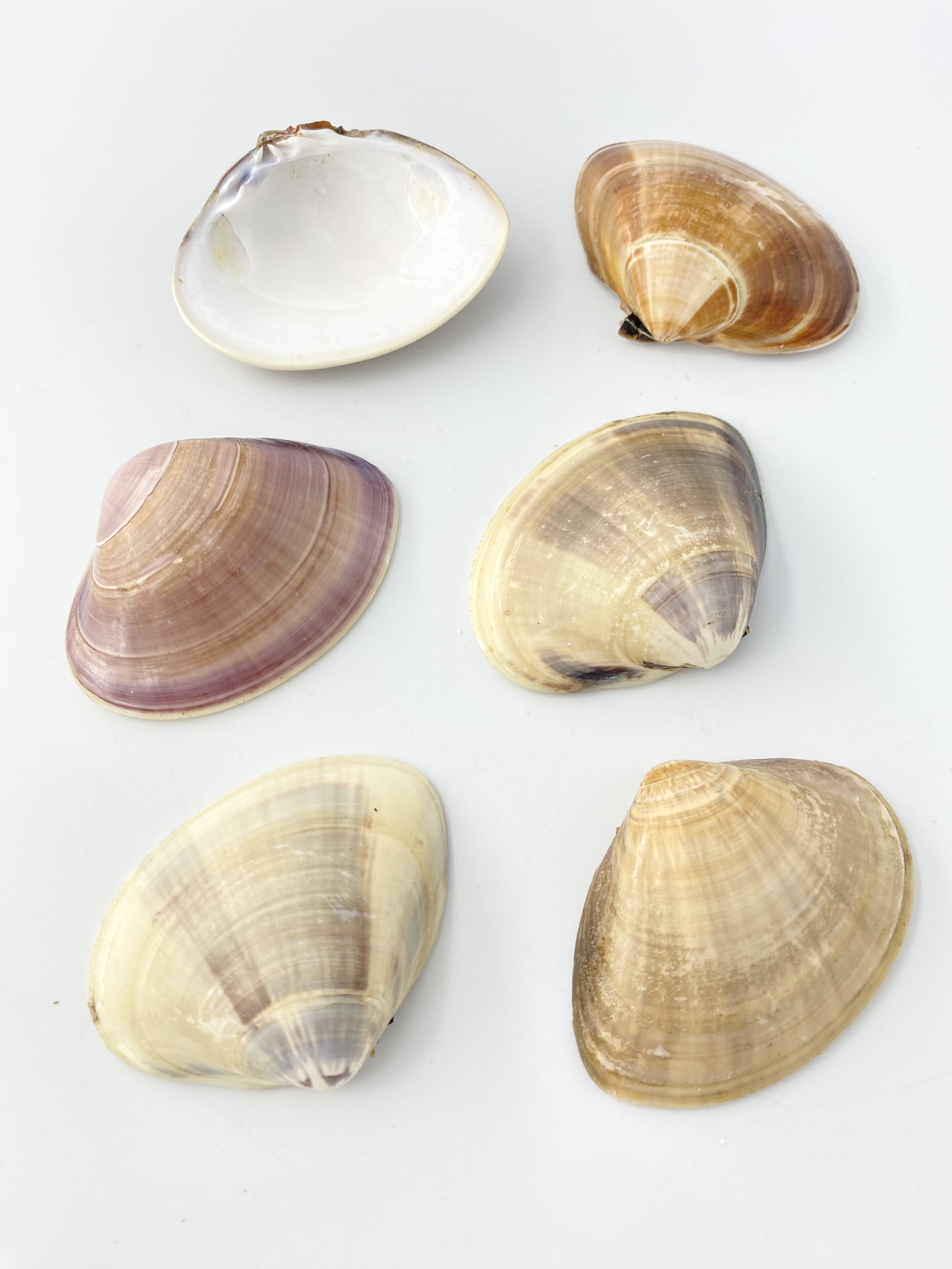 【特撰】国産天然ハマグリ片面【約7～8ｃｍ/1枚 】  En: Meretrix lusoria (Size:7-8cm, per 1ｐｃ)