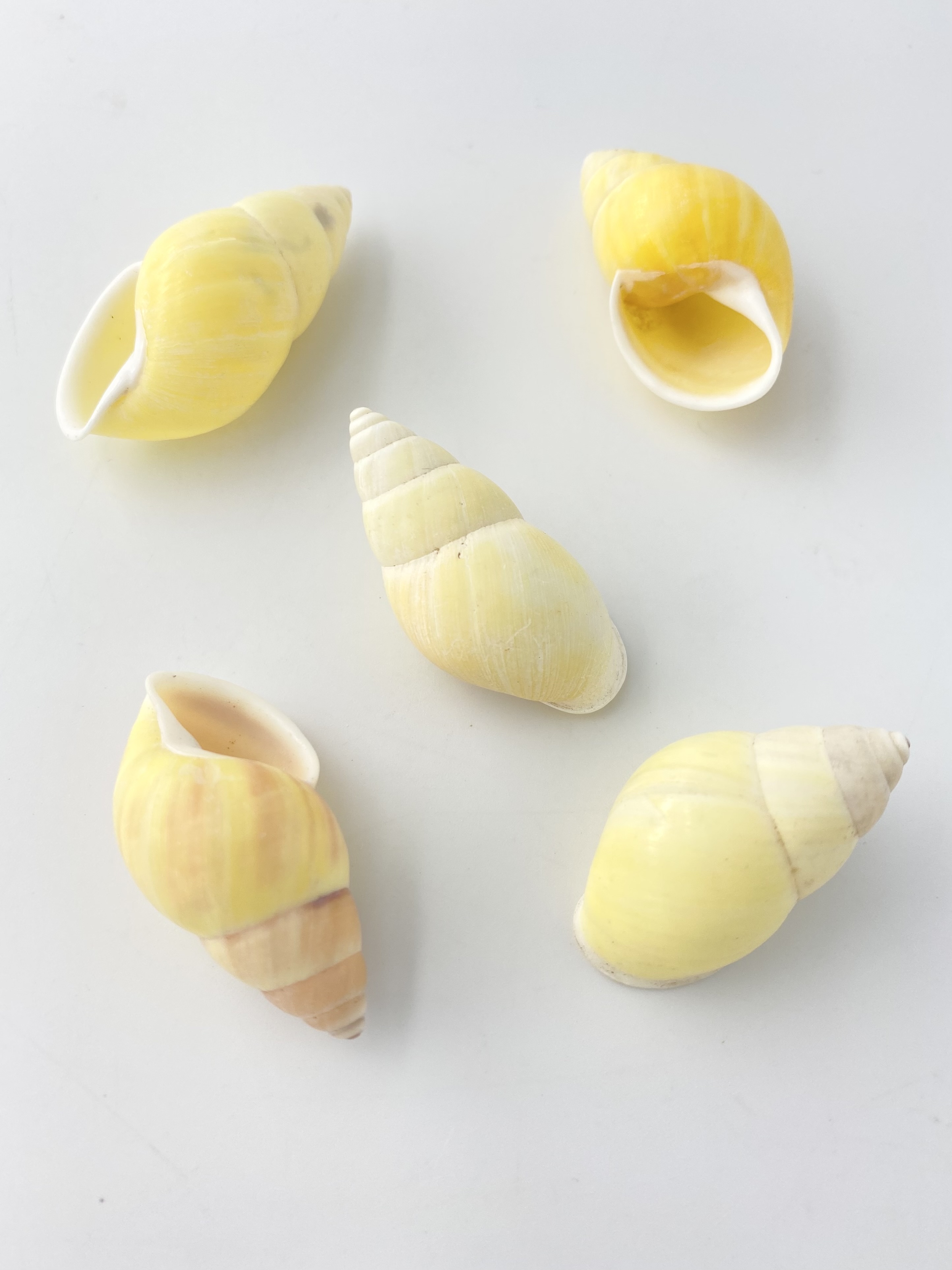 イエローランドスネール【約3.5～5ｃｍ/5個】[メール便可-12袋まで]  En: Yellow landsnail(Size:4-5cm, per 5pcs) 貝殻