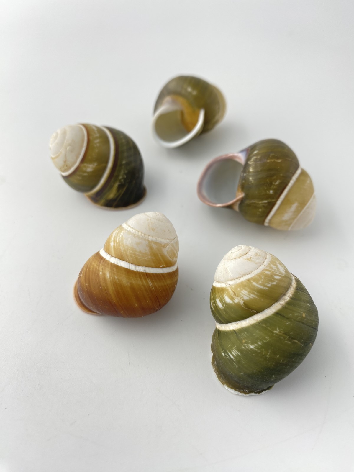 フロリダ【約3～4ｃｍ/5個】[メール便可-8袋まで] En:Hel Florida(size:3-4cm, per 5pc) 貝殻