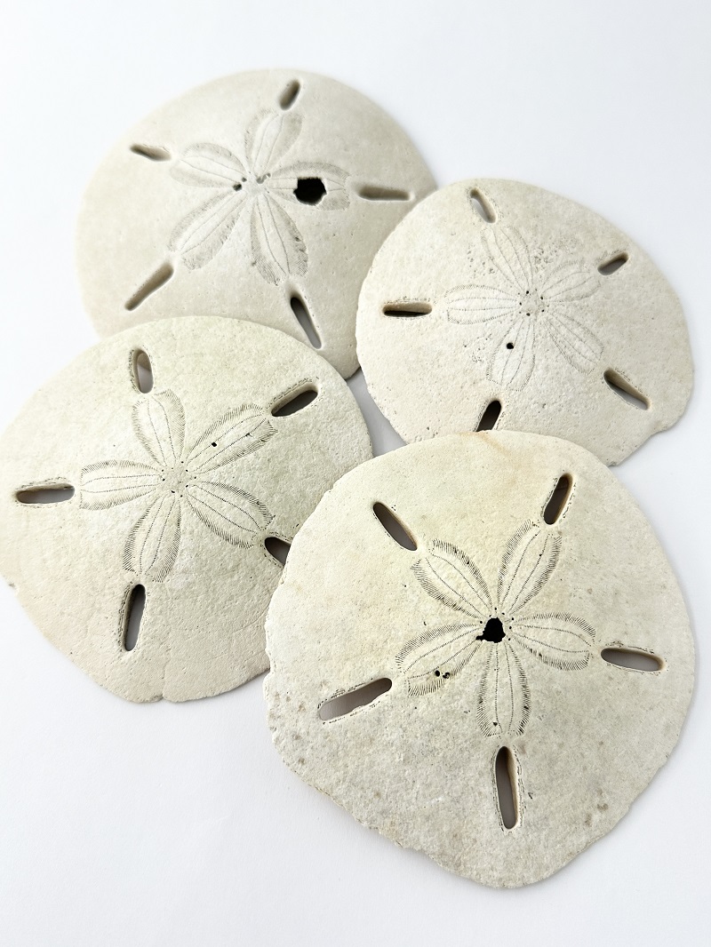 スカシカシパン【約10～12ｃｍ/2個入】En: Astriclypeus mannii (Size:10-12cm, per 2pcs) 貝殻