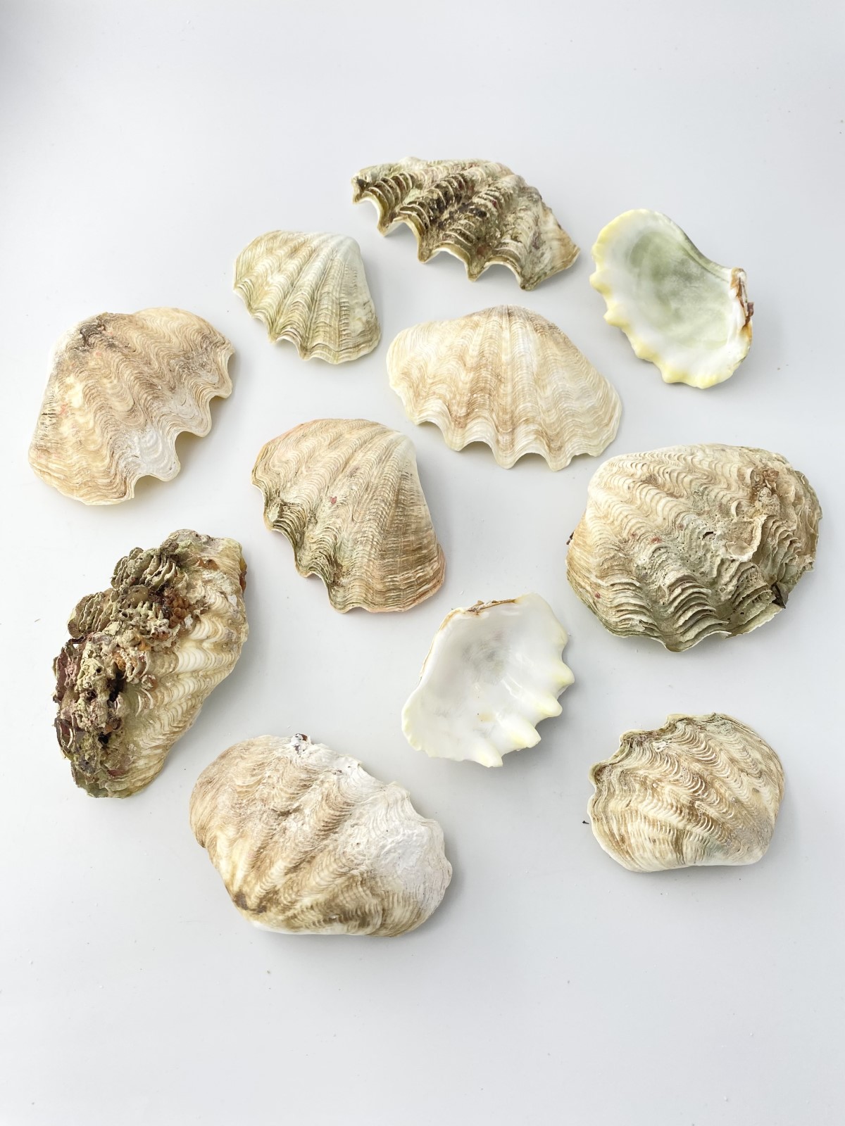 シャコガイ片面原貝ミックス(無漂白)【約5～12ｃｍ/約1ｋｇ】- Not for overseas sale - 貝殻