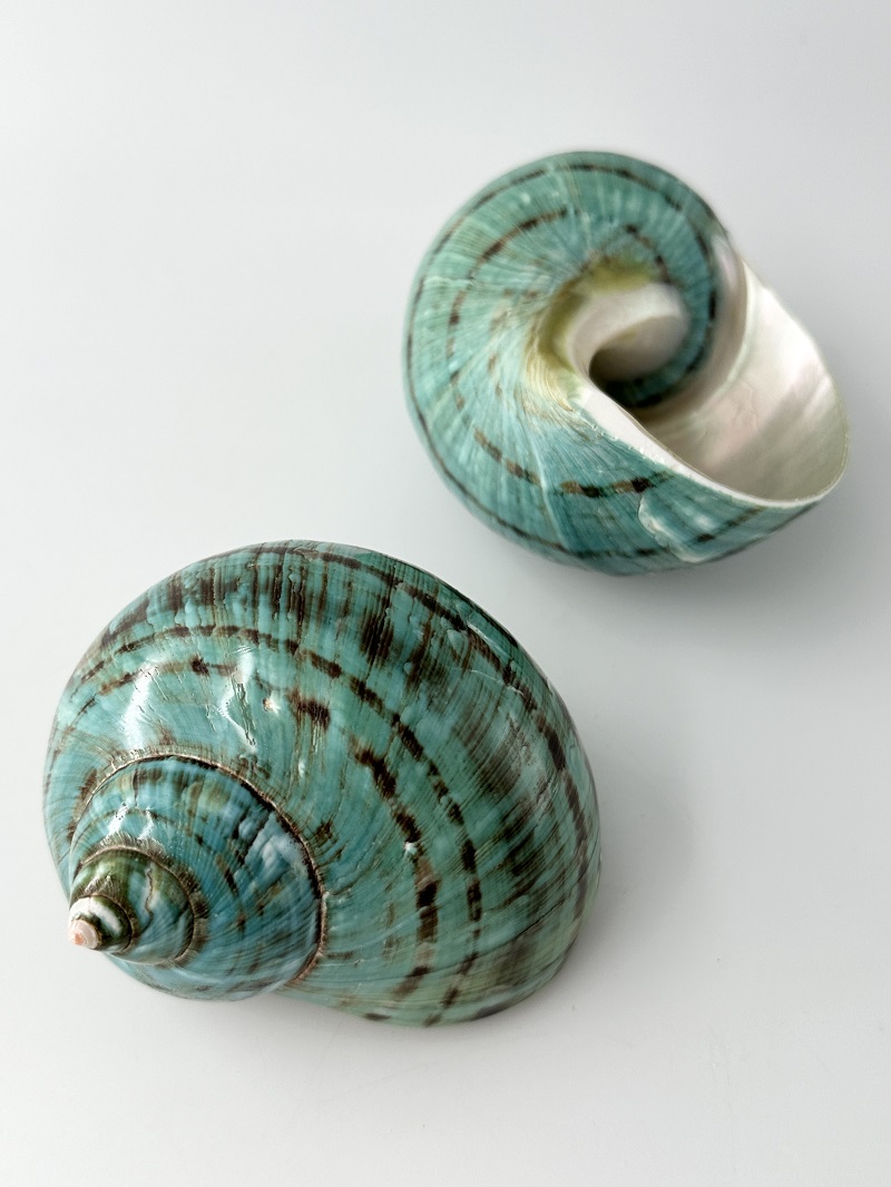 ターボブロゴスブルー磨き(アフリカヤコウガイ)【8ｃｍ前後/1個】En: TurboTurbo Burgess polished -blue-(Size:8cm, per 1pc)