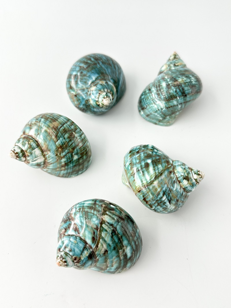 ターボブロゴスブルー磨き(アフリカヤコウガイ)【約4.5～5ｃｍ/1個】En:Turbo Burgess polished -blue-(Size:4.5-5cm, per 1pc) 貝殻
