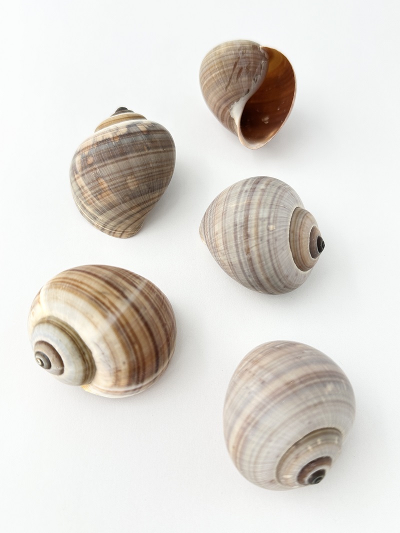 アンプラ【約4.0～5.5ｃｍ/5個入り】   En: Bulla ampullacea (Size:4-5.5cm, per 5pcs) 貝殻