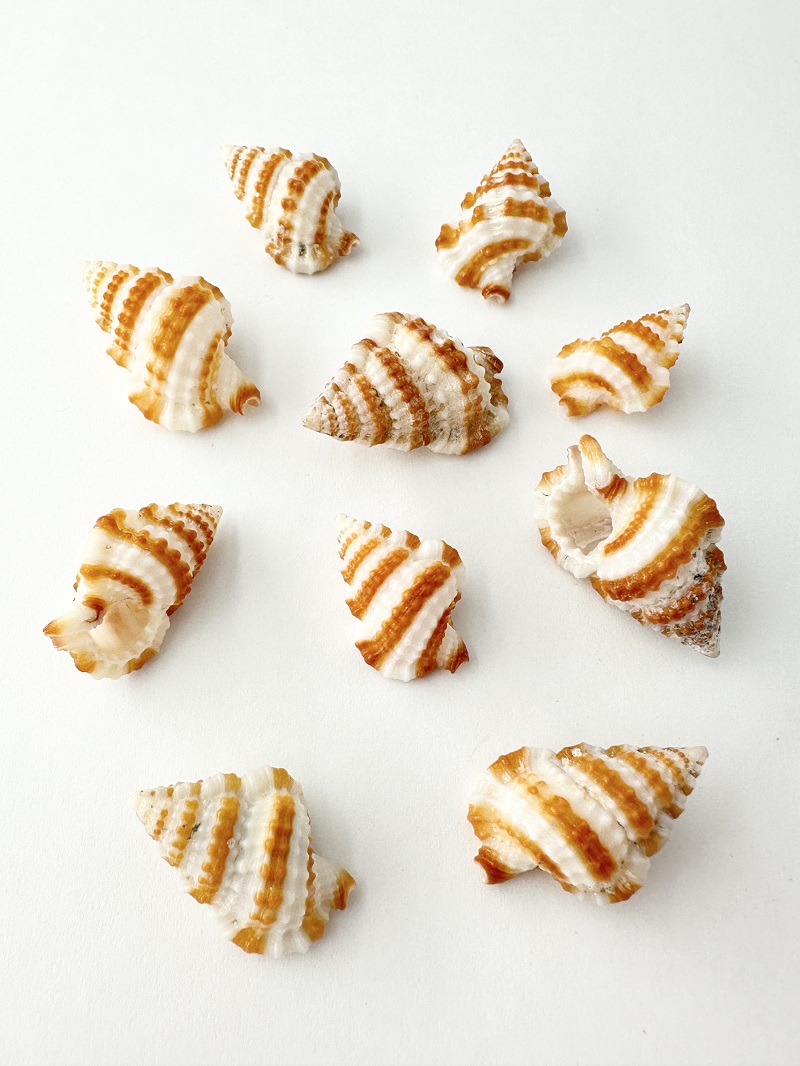 シマアラレボラ【約2～3ｃｍ/10個】[メール便可-12袋まで]   En: Gyrineum gyrinum(Size:2-3cm, per 10pcs) 貝殻