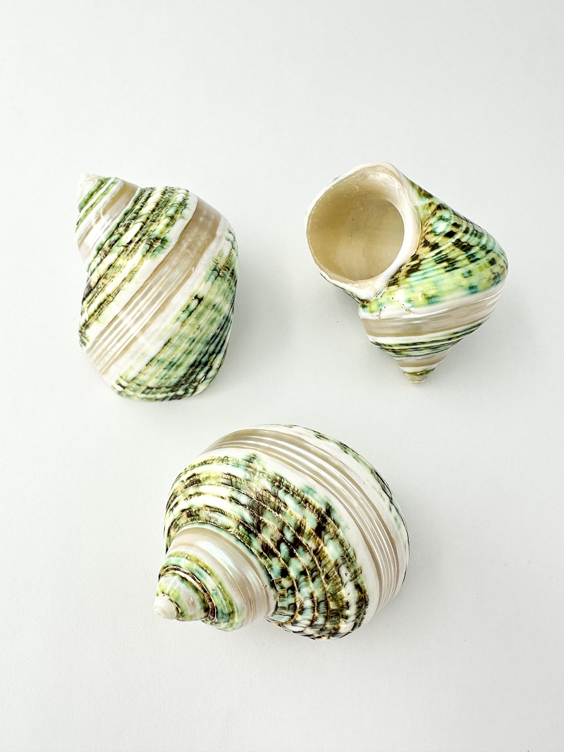 ターボブロゴスグリーン磨き■バンド■【5ｃｍ前後/1個】  En: Turbo Burgess polished-green- (Size:5cm, per 1pc) 貝殻