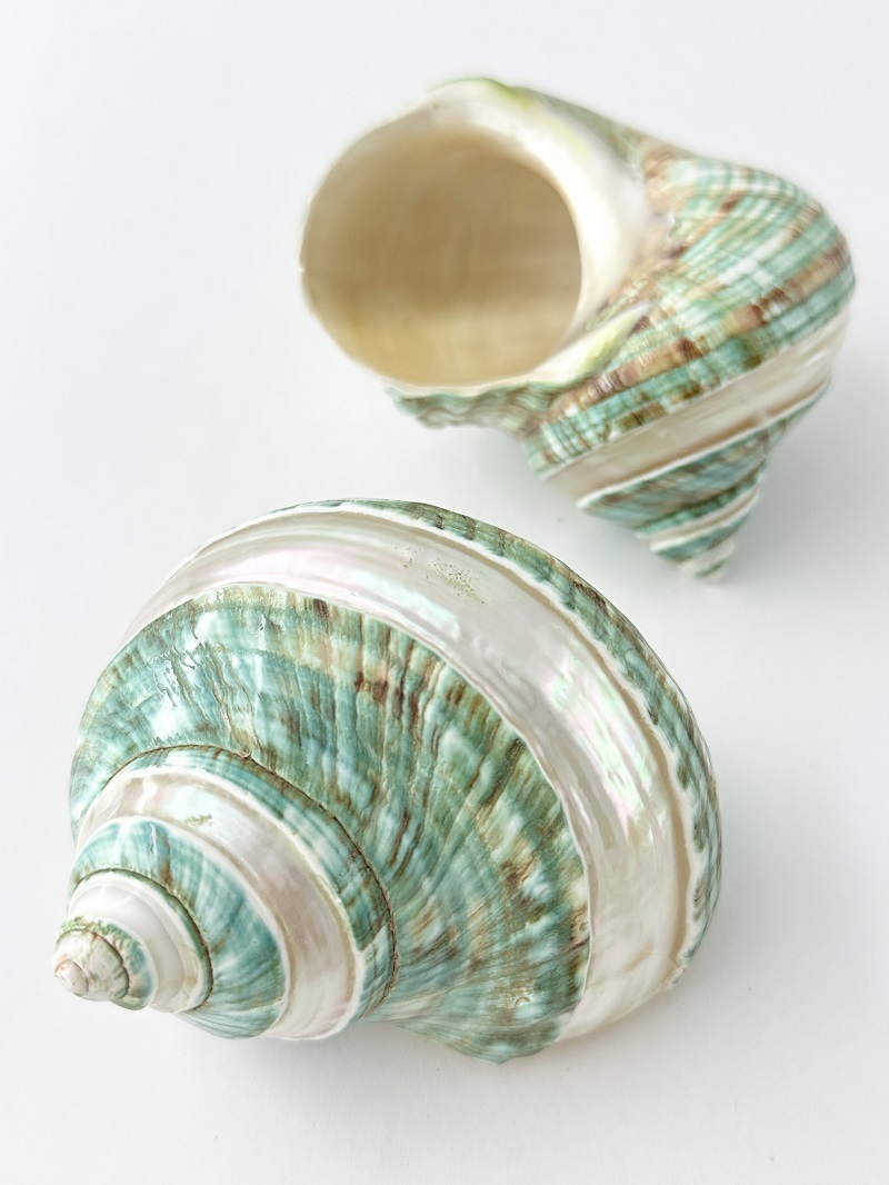 ターボブロゴスブルー磨き■バンド■(アフリカヤコウガイ)【約7～8ｃｍ/1個】En: TurboTurbo Burgess polished -blue-(Size:7-8cm, per 1pc) 貝殻