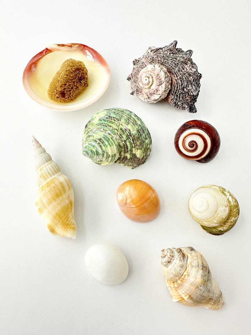 ヤドカリの中学校【約2.5～5.0ｃｍ】En: Shell pack for Hermit Crab  -medium- (size:2.5-5cm) 貝殻