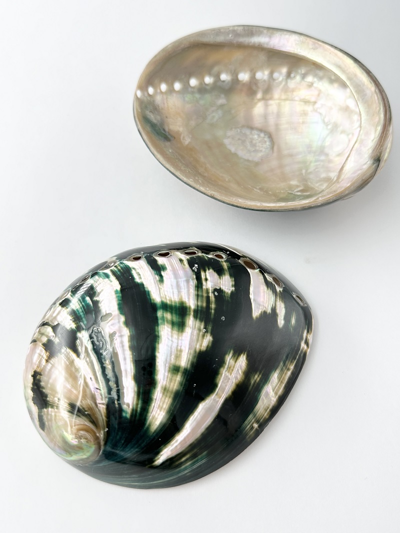 ダークグリーンアバロン 磨き【11.5ｃｍ前後/1枚】  En: Abalone polished- dark green (Size:11.5cm, per 1pc)