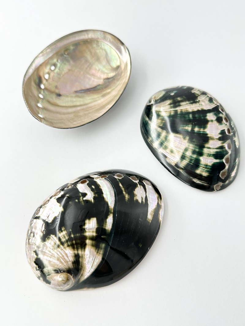 ダークグリーンアバロン 磨き【8ｃｍ前後/1枚】  En: Abalone polished- dark green (Size:8cm, per 1pc) 貝殻