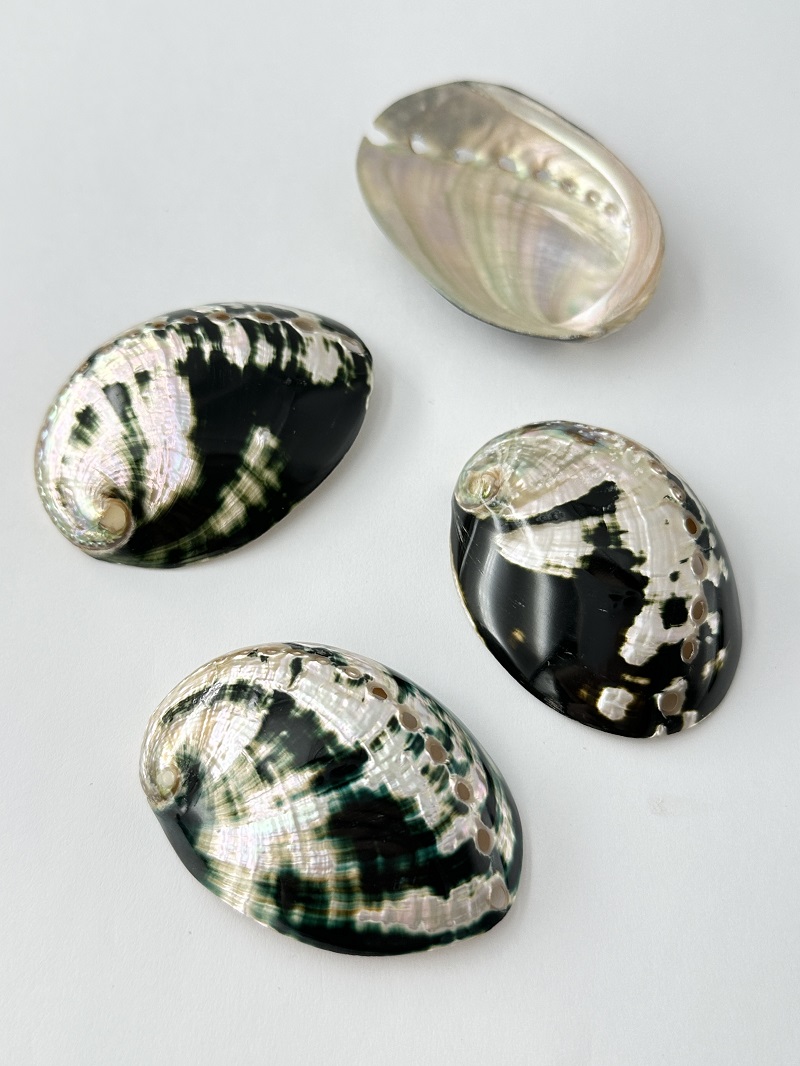 ダークグリーンアバロン 磨き【5ｃｍ前後/1枚】  En: Abalone polished- dark green (Size:5cm, per 1pc) 貝殻