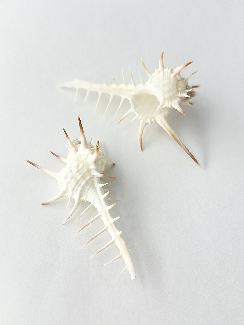 11月のお買い得 [20%OFF]クロトゲホネガイ【7cm前後/2個】  En: Murex nigrispinosus (size:approx.7cm, per 2pc)