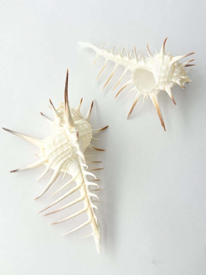 クロトゲホネガイ【10cm前後/2個】  En: Murex nigrispinosus (size:approx.10cm, per 2pc) 貝殻