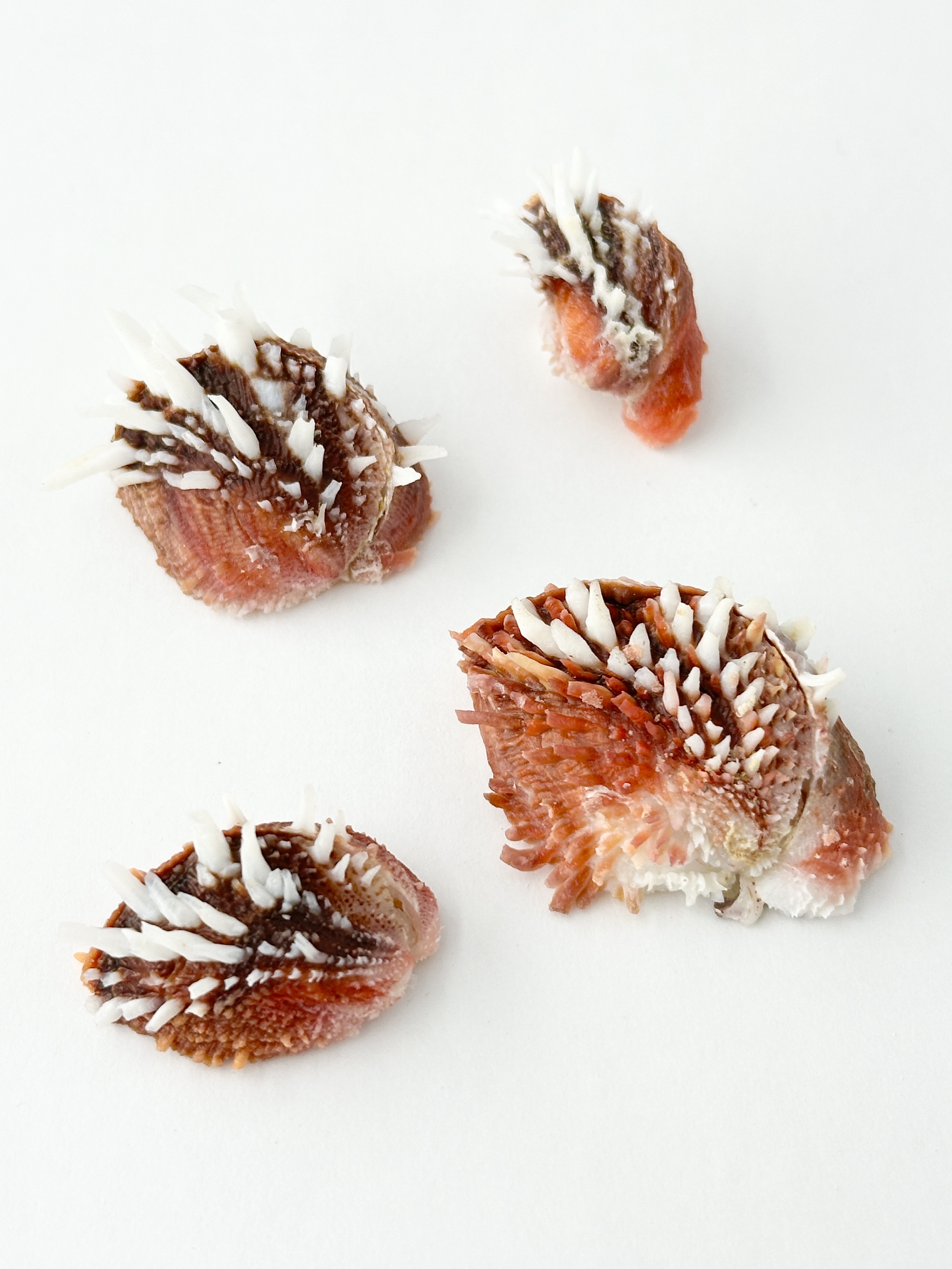 ケイトウガイの仲間【約3～4ｃｍ/1個】   En: Chama dunkeri(Sixe:3-4cm,per 1pc) 貝殻