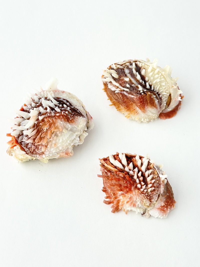 ケイトウガイの仲間【約4～5ｃｍ/1個】   En: Chama dunkeri(Sixe:4-5cm,per 1pc) 貝殻