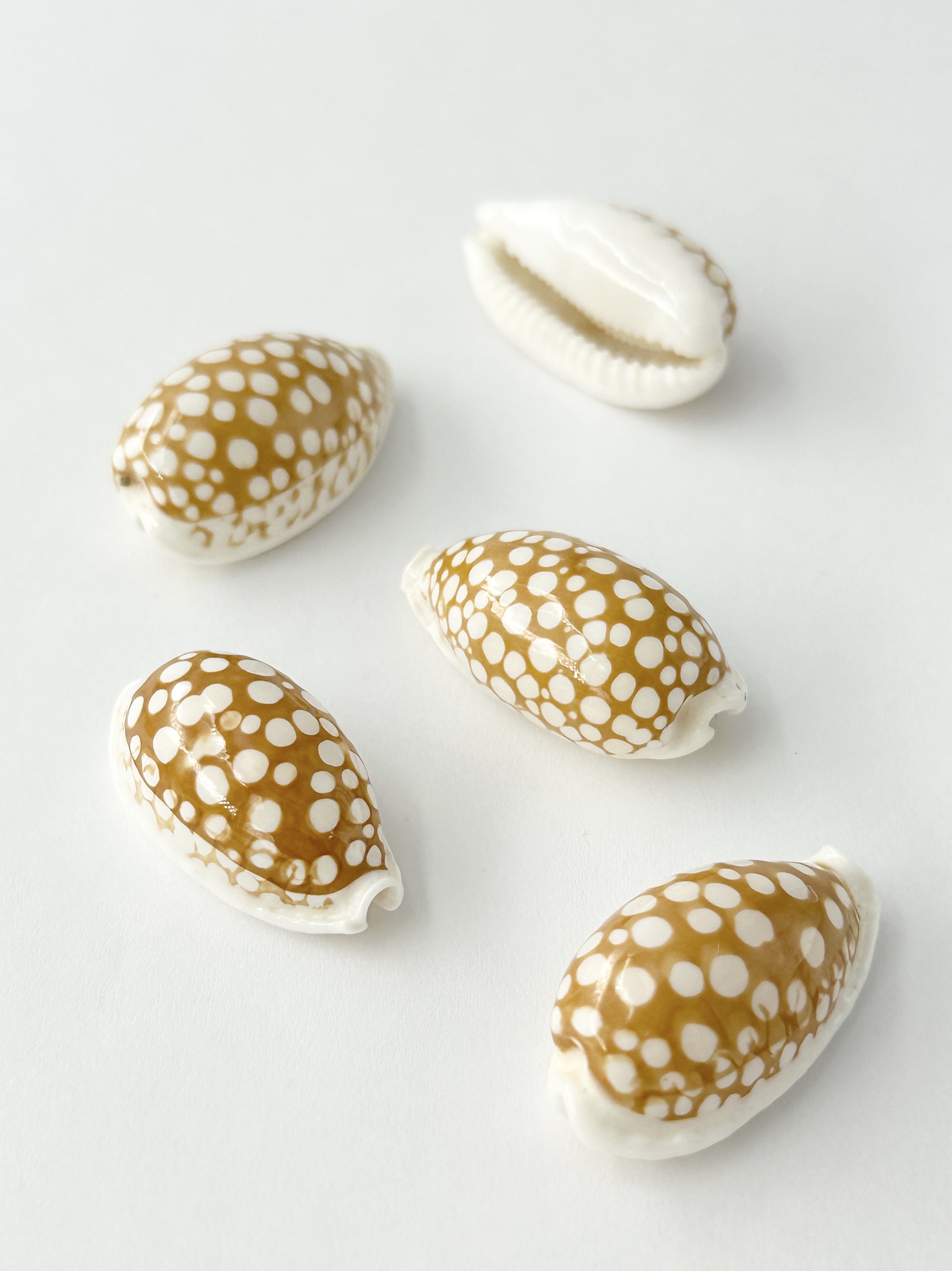 カノコダカラ【約2.5～3.0ｃｍ/1個】[メール便可]En: Cypraea cribraria(Size:2.5-3cm, per 1pc) 貝殻