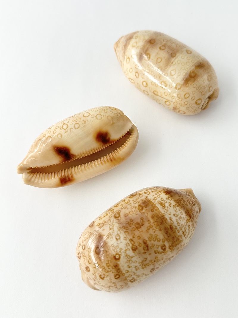 ジャノメダカラ【約6～7ｃｍ/1個】En: Tiger Cowrie (size:6-7cm, per 1pc) 貝殻