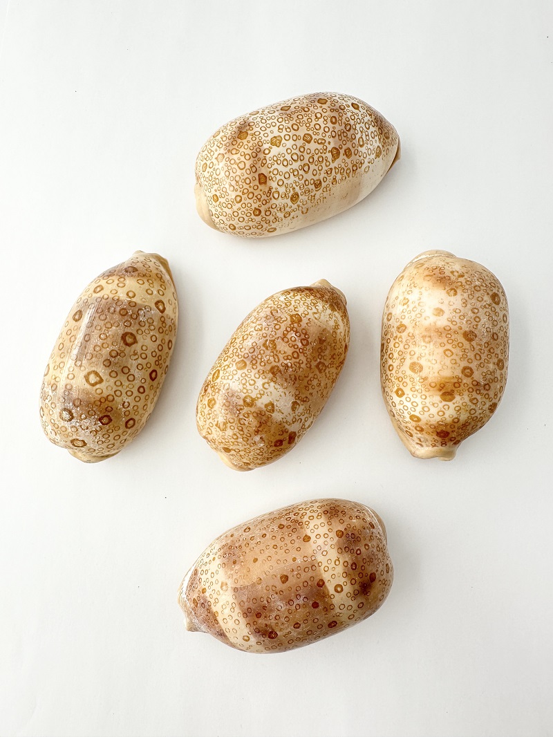 ジャノメダカラB品【約6～8ｃｍ/1個】En: Tiger Cowrie B grade(size:6-8cm, per 1pc) 貝殻