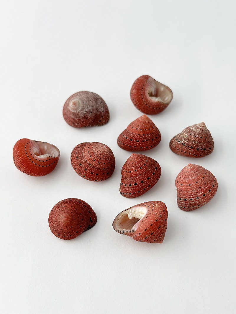 イチゴナツモモ【2ｃｍ前後/5個】[メール便可]   En:Clanculus puniceus(size:2cm, per 5pcs) 貝殻