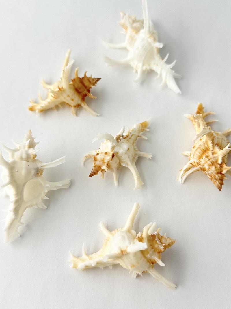 ムレックスアクセクロニススモール[大]【約5～6cm/1個】 En:Murex axicormis (Size:5-6cm, per 1pcs) 貝殻