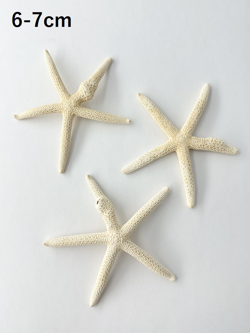 スターフィッシュ（コブつき）【約6～7cm/1個】[メール便可 40個まで]　（En：Finger Starfish lump, size: approx. 6～7cm) 貝殻