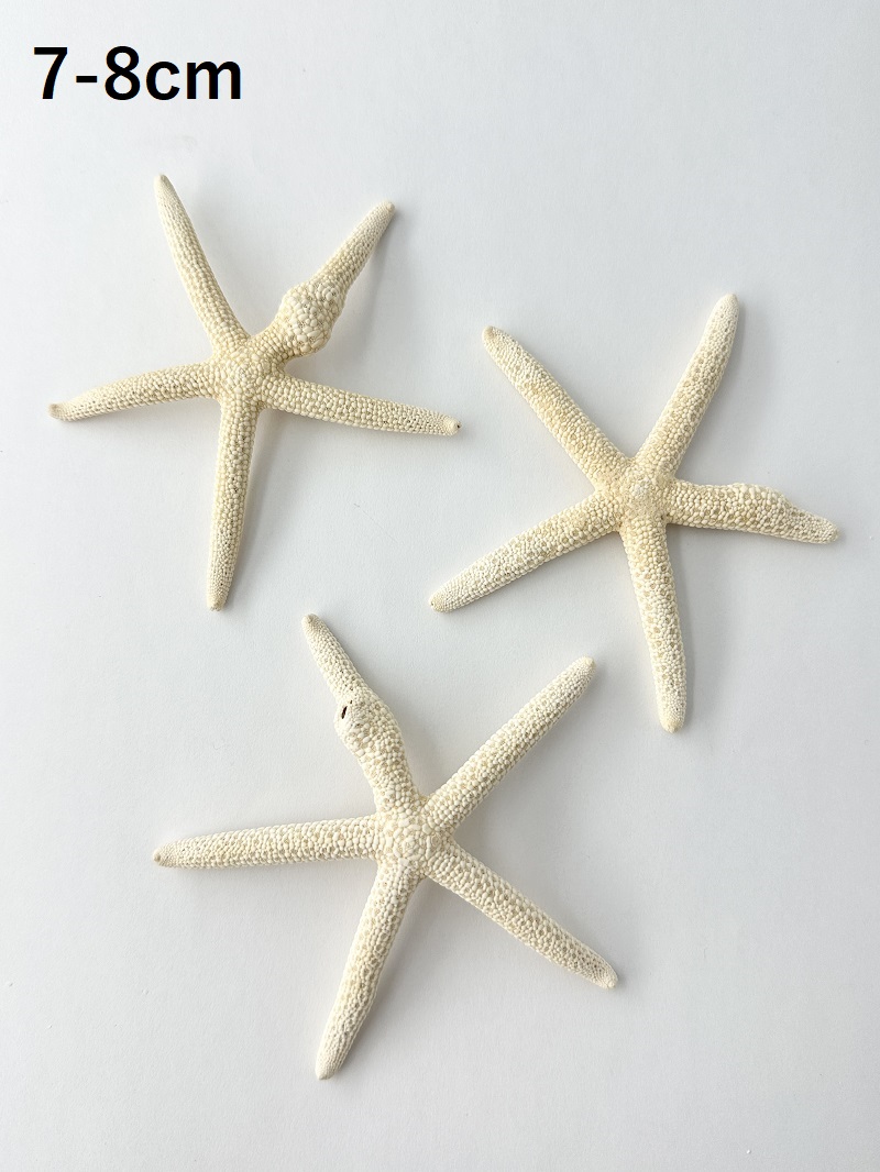 スターフィッシュ（コブつき）【約7～8cm/1個】[メール便可 20個まで]　（En：Finger Starfish lump, size: approx. 7～8cm) 貝殻