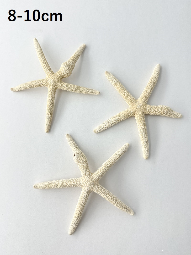 スターフィッシュ（コブつき）【約8～10cm/1個】[メール便可 15個まで]　（En：Finger Starfish lump, size: approx. 8～10cm) 貝殻