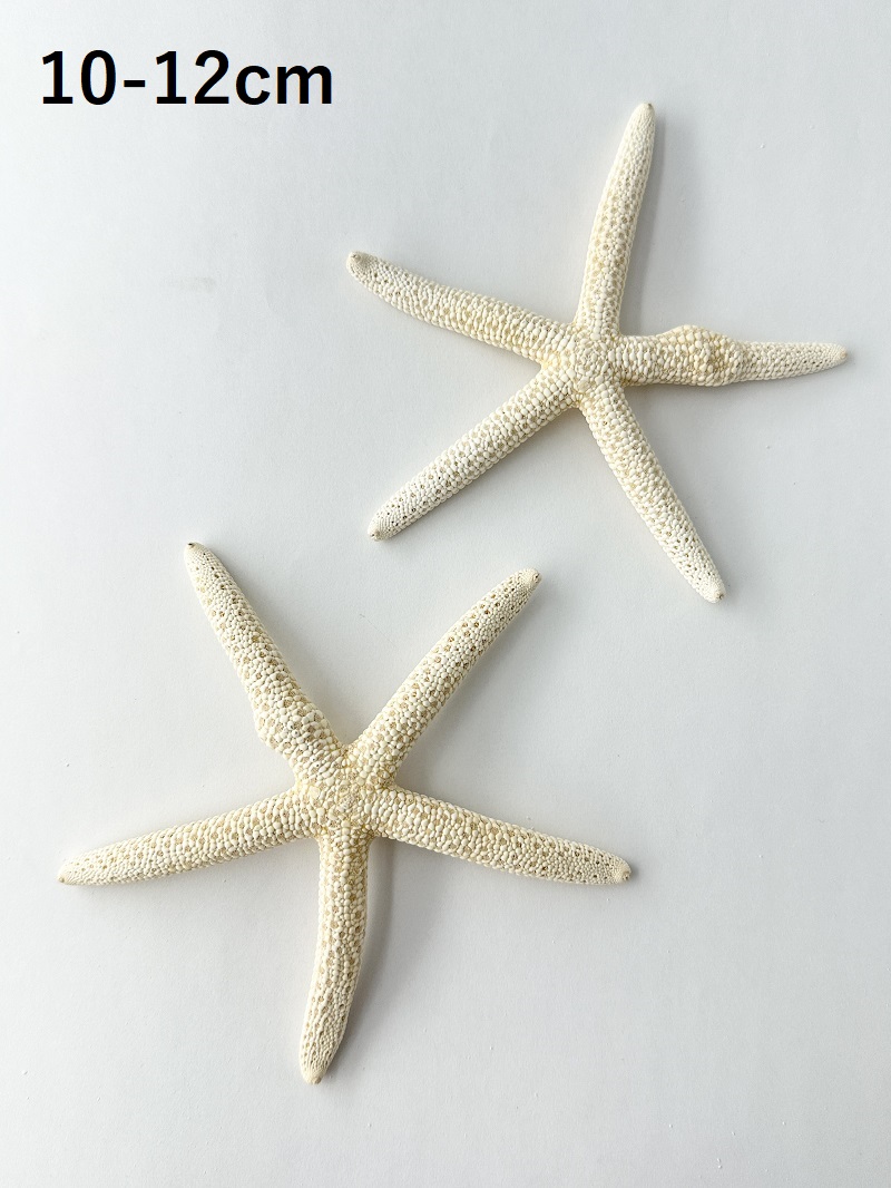 スターフィッシュ（コブつき）【約10～12cm/1個】[メール便可 10個まで]　（En：Finger Starfish lump, size: approx. 10～12cm) 貝殻