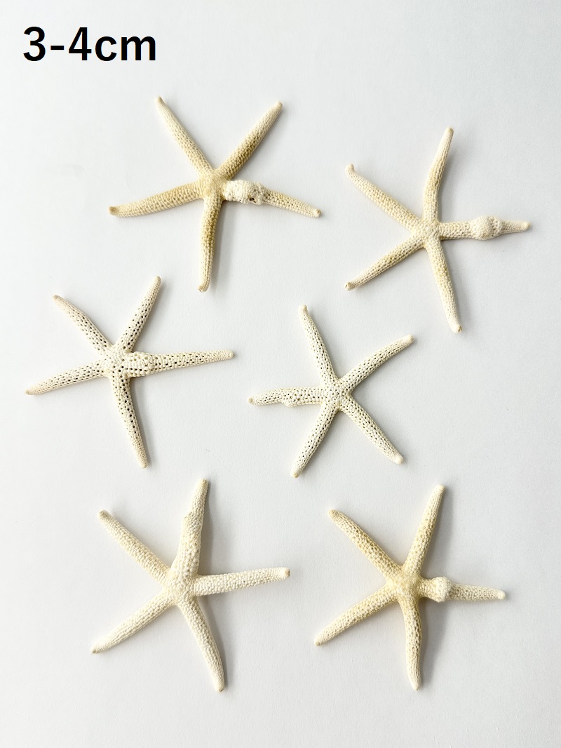 スターフィッシュ（コブつき）【約3～4cm/1個】[メール便可]（En：Finger Starfish lump, size: approx. 3～4cm) 貝殻